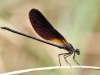 Calopteryx haemorrhoidalis - male in may 2018 IMG_2638