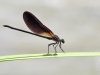 Calopteryx haemorrhoidalis - male in may 2018 IMG_2663