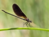 Calopteryx haemorrhoidalis -  male in may 2018 IMG_2665