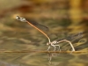 Platycnemis acutipennis - ovipositing IMG_2692