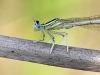 Platycnemis latipes - male -  Identification mark = white greaves (tibia) - IMG_2699