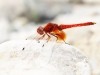 Trithenis kirbyi - male in may 2018 IMG_2740