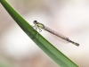 Ischnura graellsii - female in may 2018 IMG_2750