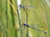 Lestes macrostigma - tandem - Malaga IMG_2756