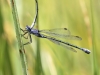 Lestes macrostigma - female - Malaga IMG_2757