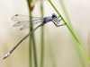 Lestes macrostigma - male - Malaga IMG_2780