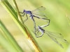 Lestes macrostigma - copula - Malaga IMG_2789
