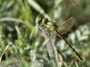 Gomphus pulchellus - male - Los Barrios - IMG_2942