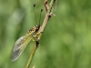 Libelloides ictericus - Langfühleriger SchmetterlingshaftIMG_2971