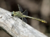 Gomphus pulchellus - male - Rio Ojen - IMG_3004
