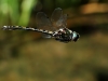 Oxygastra curtisii - flying male IMG_3058