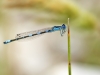 Coenagrion caerulescens - male IMG_3095