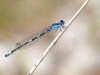 Coenagrion caerulescens - male IMG_3117