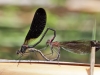 Calopteryx haemorrhoidalis - copula_IMG_3127