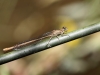 Platycnemis acutipennis - female IMG_3159
