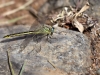Gomphus pulchellus - female IMG_3172