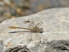 Onychogomphus costae - IMG_3184