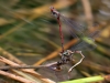 Pyrrhosoma nymphula - ovipositing - IMG_3245