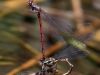 Pyrrhosoma nymphula - ovipositing - IMG_3249