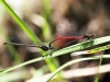 Pyrrhosoma nymphula - tandem - IMG_3250