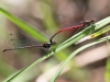 Pyrrhosoma nymphula - tandem - IMG_3256