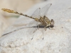 Onychogomphus costae - male - IMG_3261