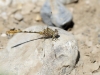 Onychogomphus costae - male - IMG_3263