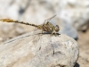 Onychogomphus costae - male - IMG_3265