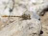 Onychogomphus costae - male - IMG_3268