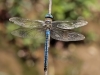 Anax imperator - male - IMG_3307