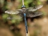 Anax imperator - male - IMG_3312