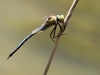 Anax imperator - male - IMG_3345