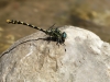 Onychogomphus uncatus - male - IMG_3358