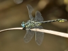 Gomphus simillimus - male - IMG_3374