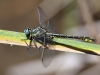 Gomphus simillimus - male - IMG_3407
