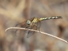 Diplacodes lefebvrii - teneral female - IMG_3417