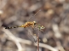 Diplacodes lefebvrii - teneral male - IMG_3435