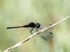 Diplacodes lefebvrii - male - IMG_3507