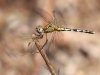 Diplacodes lefebvrii - male immature - IMG_3522