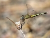 Diplacodes lefebvriiI - female immature - MG_3530
