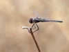 Selysiothemis nigra - male - IMG_3532