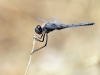 Selysiothemis nigra - male - IMG_3553