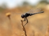 Selysiothemis nigra - male - IMG_3561