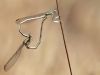 Platycnemis latipes - copula - IMG_3790