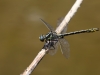 Gomphus graslinii - male - IMG_3821