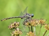 Gomphus graslinii - male - IMG_3858