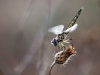 Selysiothemis nigra - female - IMG_4136