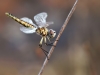 Selysiothemis nigra - female - IMG_4196
