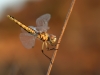 Selysiothemis nigra - female - IMG_4208