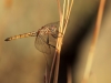 Trithemis annulata - female - IMG_4220